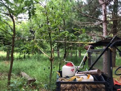 Strappng Walnut